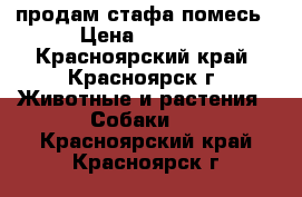 продам стафа помесь › Цена ­ 4 500 - Красноярский край, Красноярск г. Животные и растения » Собаки   . Красноярский край,Красноярск г.